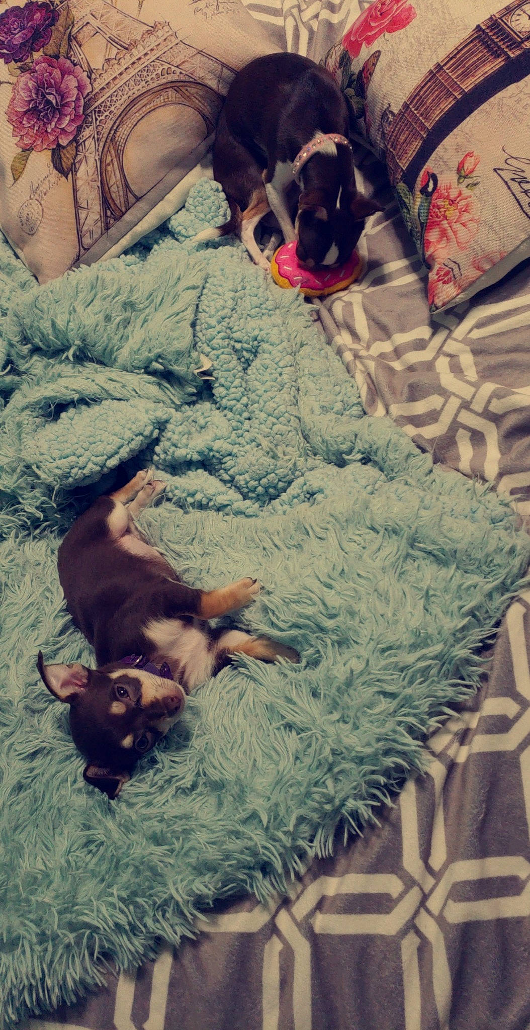 Coco is registered to the contest to win money with this photo: canidae, carnivore, chihuahua, dachshund, dog, dog_breed, miniature_pinscher, nap, puppy, sporting_group, toy_dog