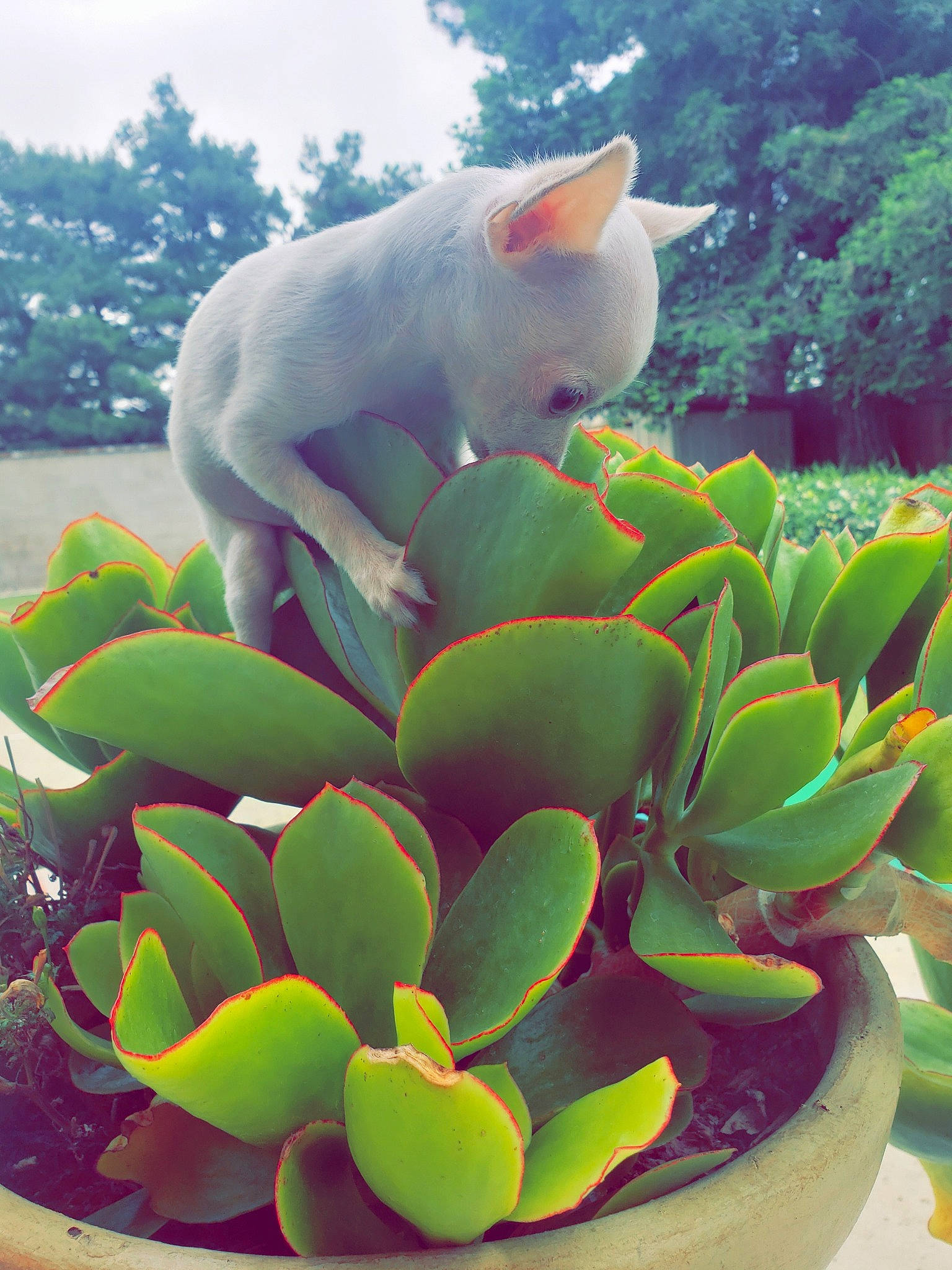 Duke joined the competition — help win amazing prizes! botany, echeveria, flower, flowerpot, houseplant, pachyphytum, plant, stonecrop_family