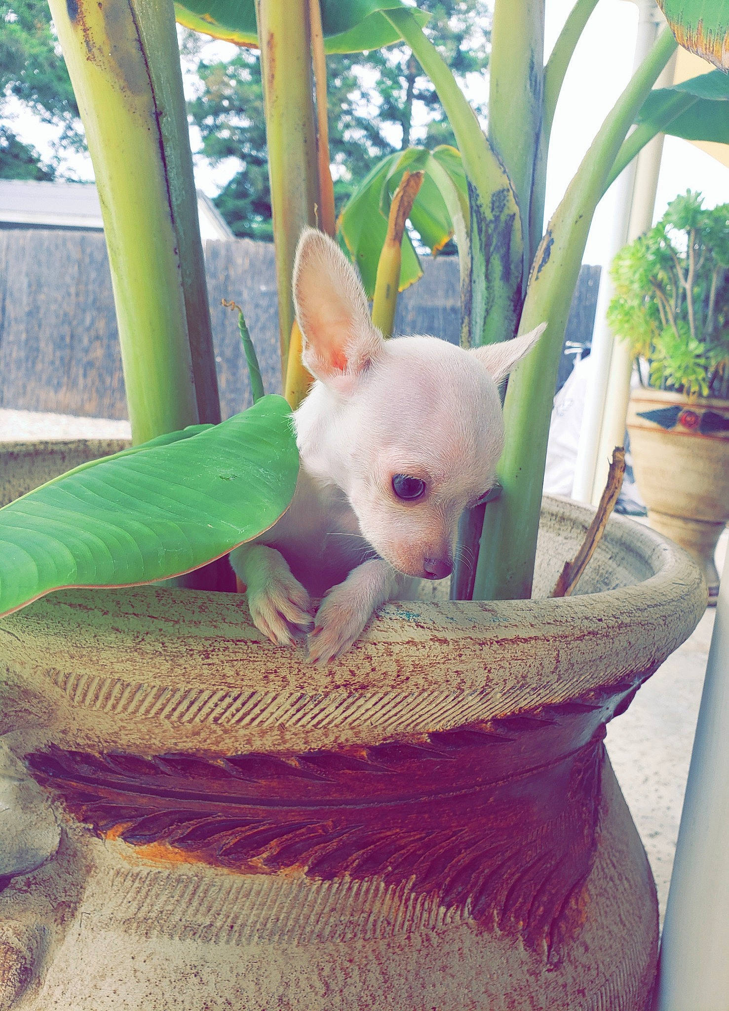 Duke is registered to the contest to win money with this photo: canidae, carnivore, chihuahua, companion_dog, dog, dog_breed, ear, eye, fawn, green, non_sporting_group, pink, plant, puppy, skin, tail, toy_dog