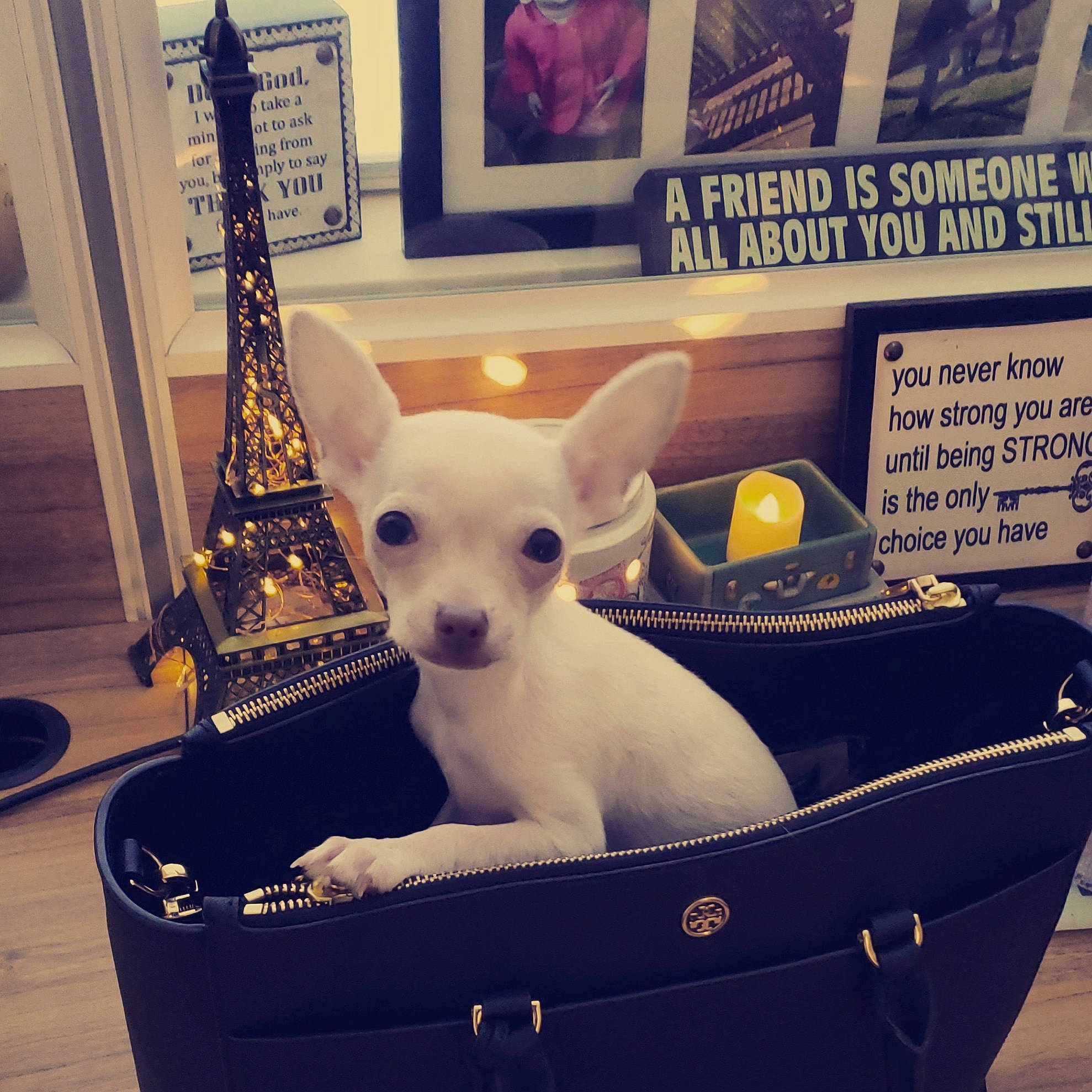 Duke is registered to the contest to win money with this photo: canidae, carnivore, chihuahua, companion_dog, dog, dog_breed, ear, fawn, mammal, photo_caption, puppy, puppy_love, russkiy_toy, snout, square, toy_dog, vertebrate