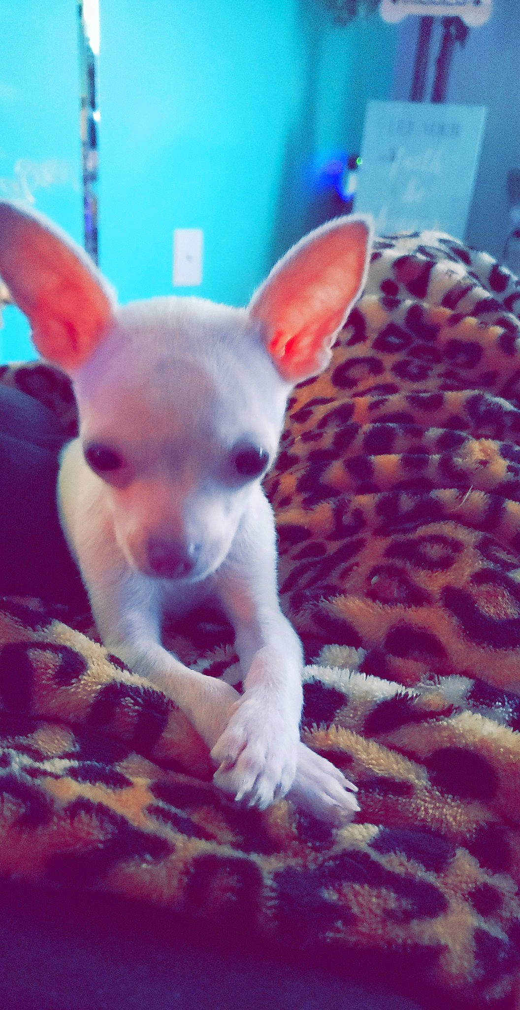 Duke is registered to the contest to win money with this photo: canidae, carnivore, chihuahua, companion_dog, dog, dog_breed, ear, fawn, mammal, non_sporting_group, nose, puppy, russkiy_toy, snout, toy_dog, vertebrate, whiskers