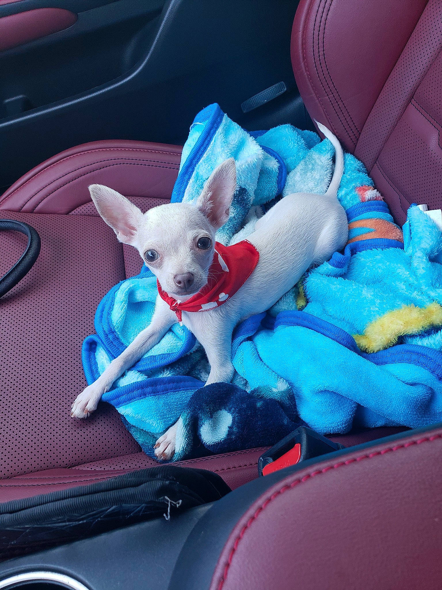 Duke is registered to the contest to win money with this photo: canidae, car, car_seat, carnivore, chihuahua, companion_dog, dog, dog_breed, fawn, mammal, non_sporting_group, puppy, toy_dog, vehicle