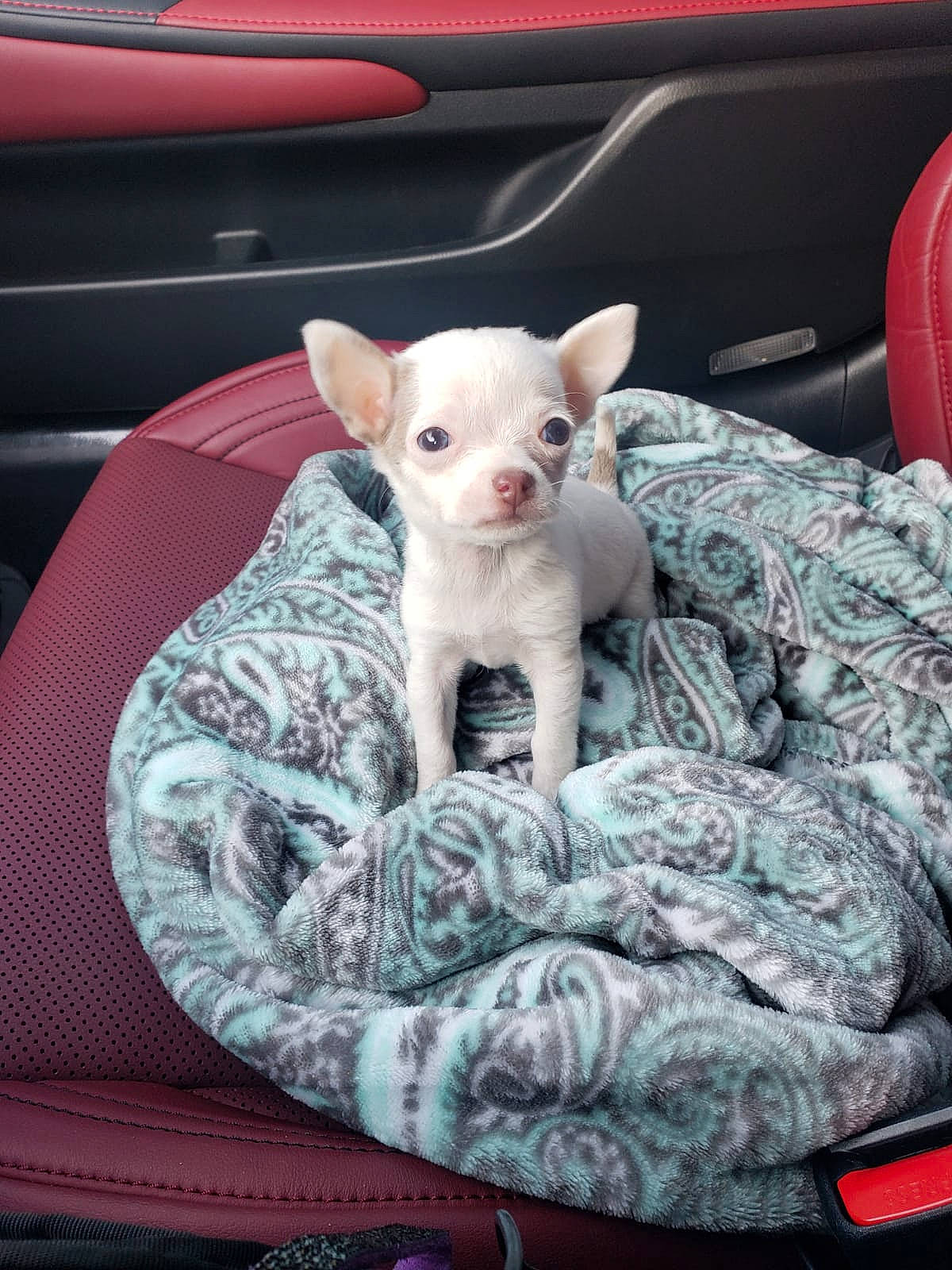 Maia joined the competition — help win amazing prizes! auto_part, canidae, car_seat, carnivore, comfort, companion_dog, dog_breed, fawn, fur, linens, non_sporting_group, paw, pink, snout, terrestrial_animal, tire, toy_dog, wheel, whiskers, working_animal