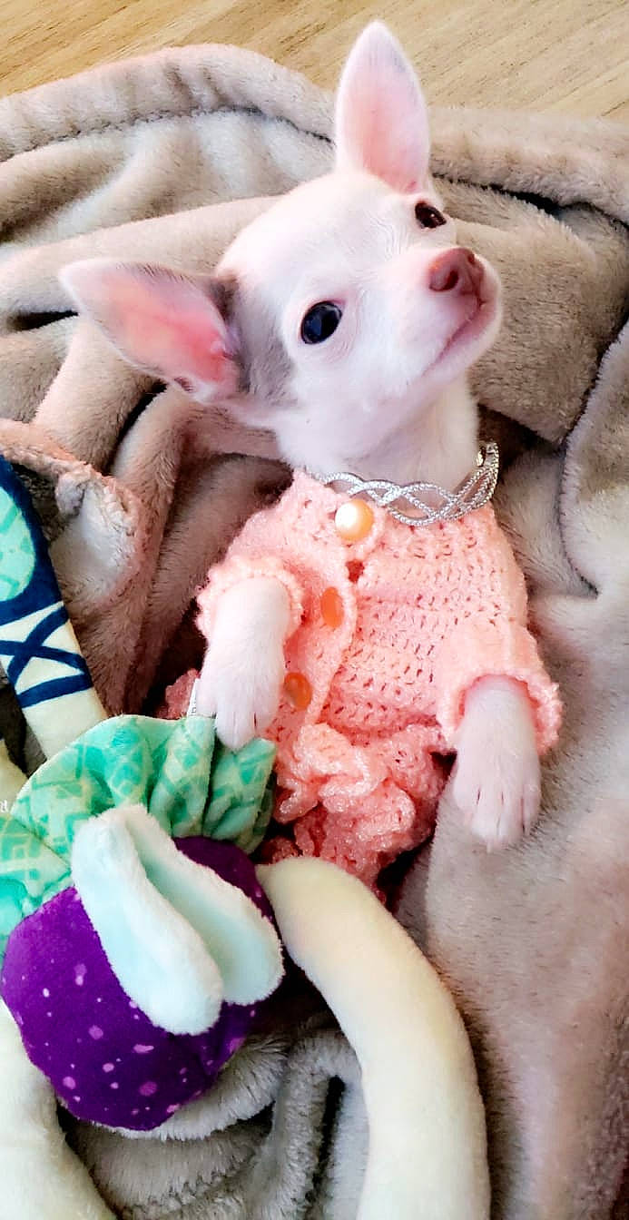 Maia is registered to the contest to win money with this photo: baby_toddler_clothing, carmine, child, craft, creative_arts, fashion_accessory, fawn, fur, magenta, nail, pattern, peach, pink, plush, stuffed_toy, teddy_bear, textile, toy, white, wool