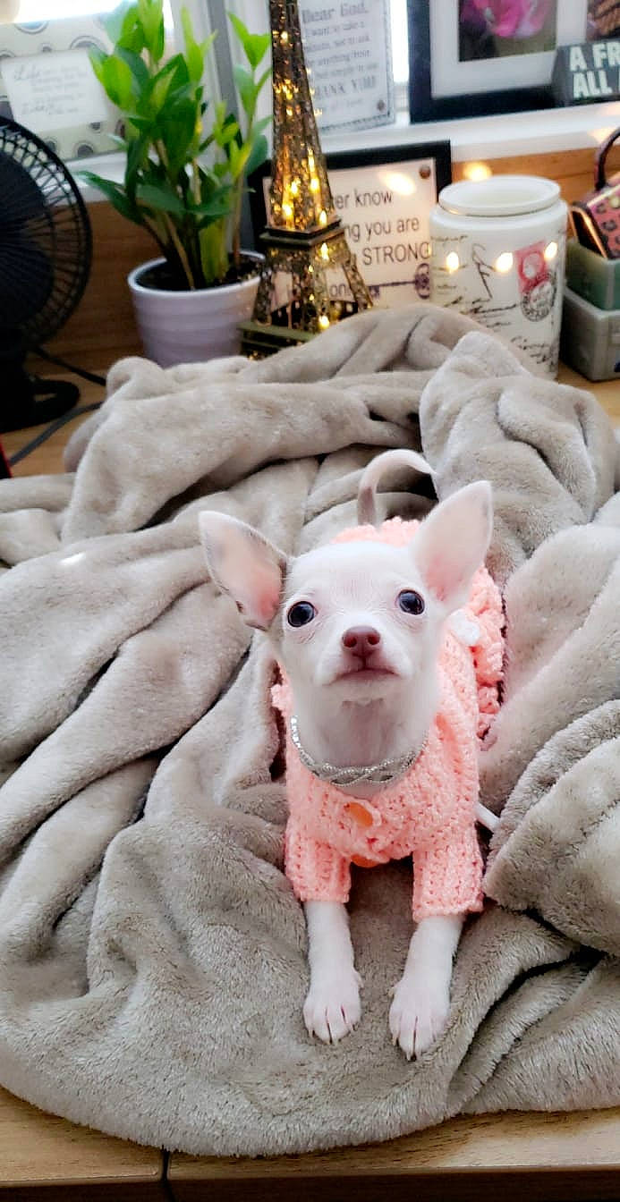 Maia is registered to the contest to win money with this photo: bull_terrier, canidae, carnivore, companion_dog, dog_breed, domestic_pig, fawn, fur, houseplant, linens, livestock, mechanical_fan, pink, plant, snout, suidae, tail, terrestrial_animal, whiskers, working_animal