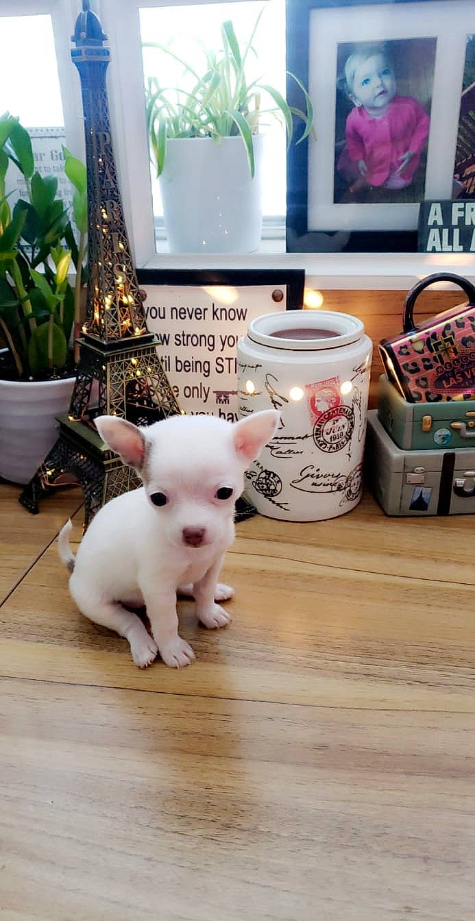 Maia is registered to the contest to win money with this photo: carnivore, companion_dog, dog_breed, drinkware, event, fawn, felidae, floor, flooring, flowerpot, green, houseplant, pink, plant, snout, tail, toy, whiskers, wood, working_animal