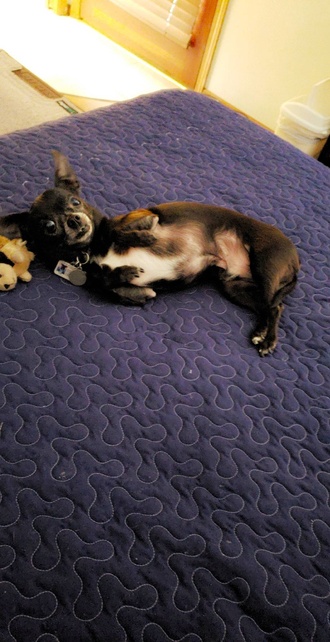 Oreo is registered to the contest to win money with this photo: canidae, carnivore, cat, dog_breed, fawn, felidae, fur, kitten, paw, puppy, sleep, small_to_medium_sized_cats, tail, whiskers