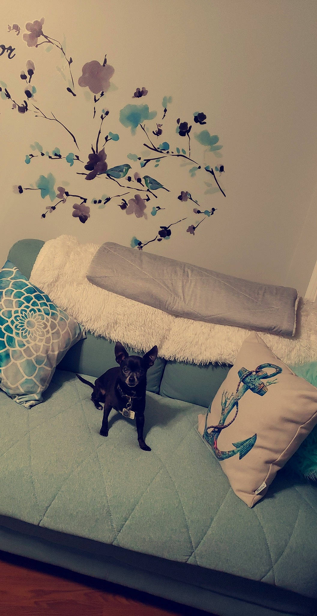 Oreo is registered to the contest to win money with this photo: bed, bed_sheet, bedroom, blue, canidae, french_bulldog, furniture, house, interior_design, non_sporting_group, plant, room, tree, wall, wallpaper