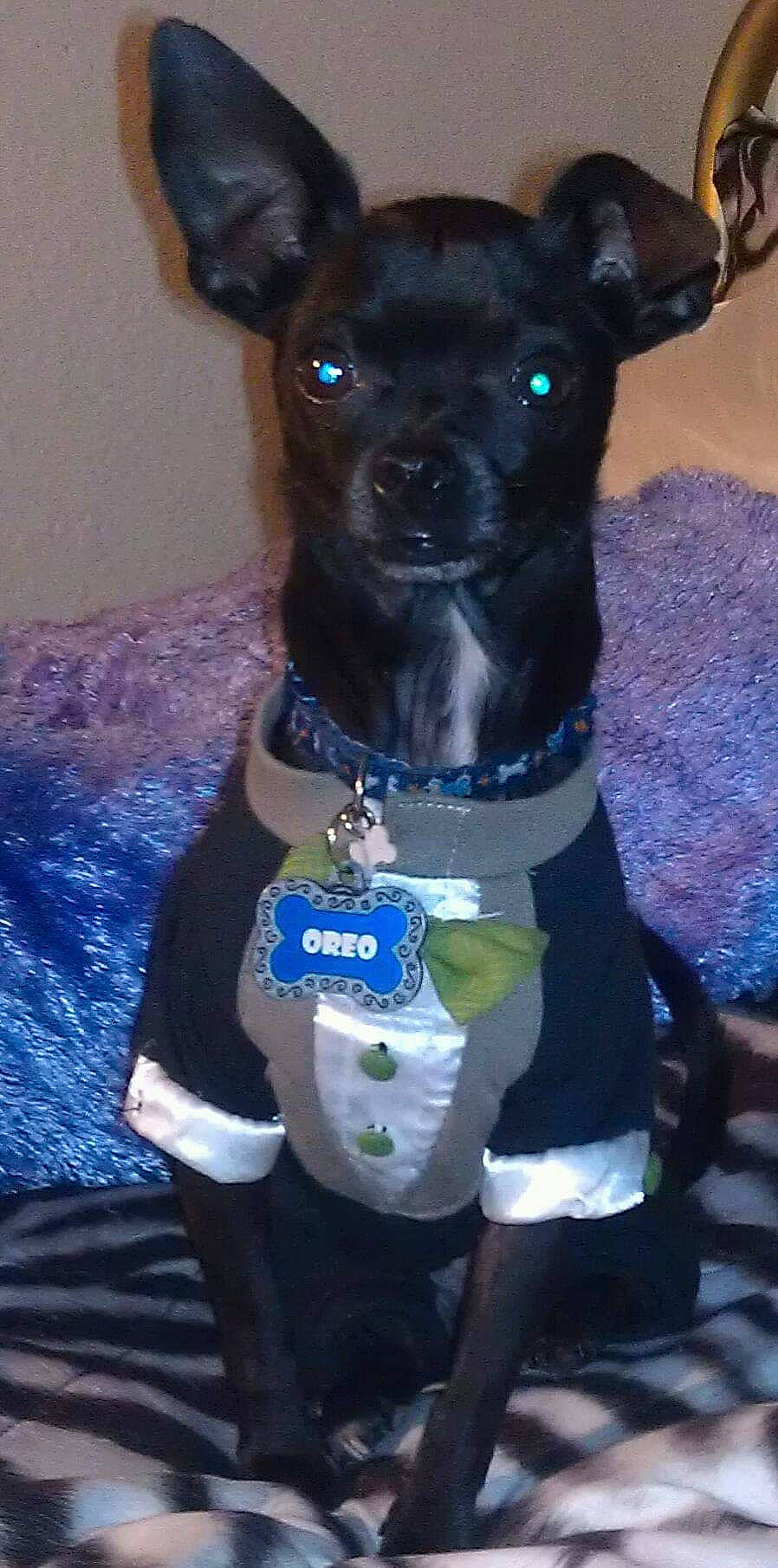 Oreo is registered to the contest to win money with this photo: canidae, carnivore, chihuahua, companion_dog, dog, dog_breed, mammal, patterdale_terrier, puppy, rare_breed_dog, snout, sporting_group, toy_dog