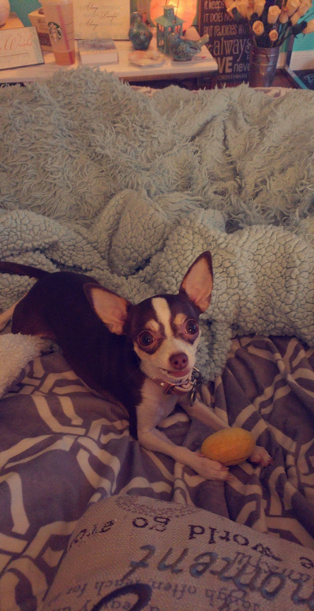 Kona is registered to the contest to win money with this photo: canidae, carnivore, chihuahua, corgi_chihuahua, dog, dog_breed, fawn, mammal, puppy, rat_terrier, russkiy_toy, snout, teddy_roosevelt_terrier, toy_dog, toy_fox_terrier, vertebrate