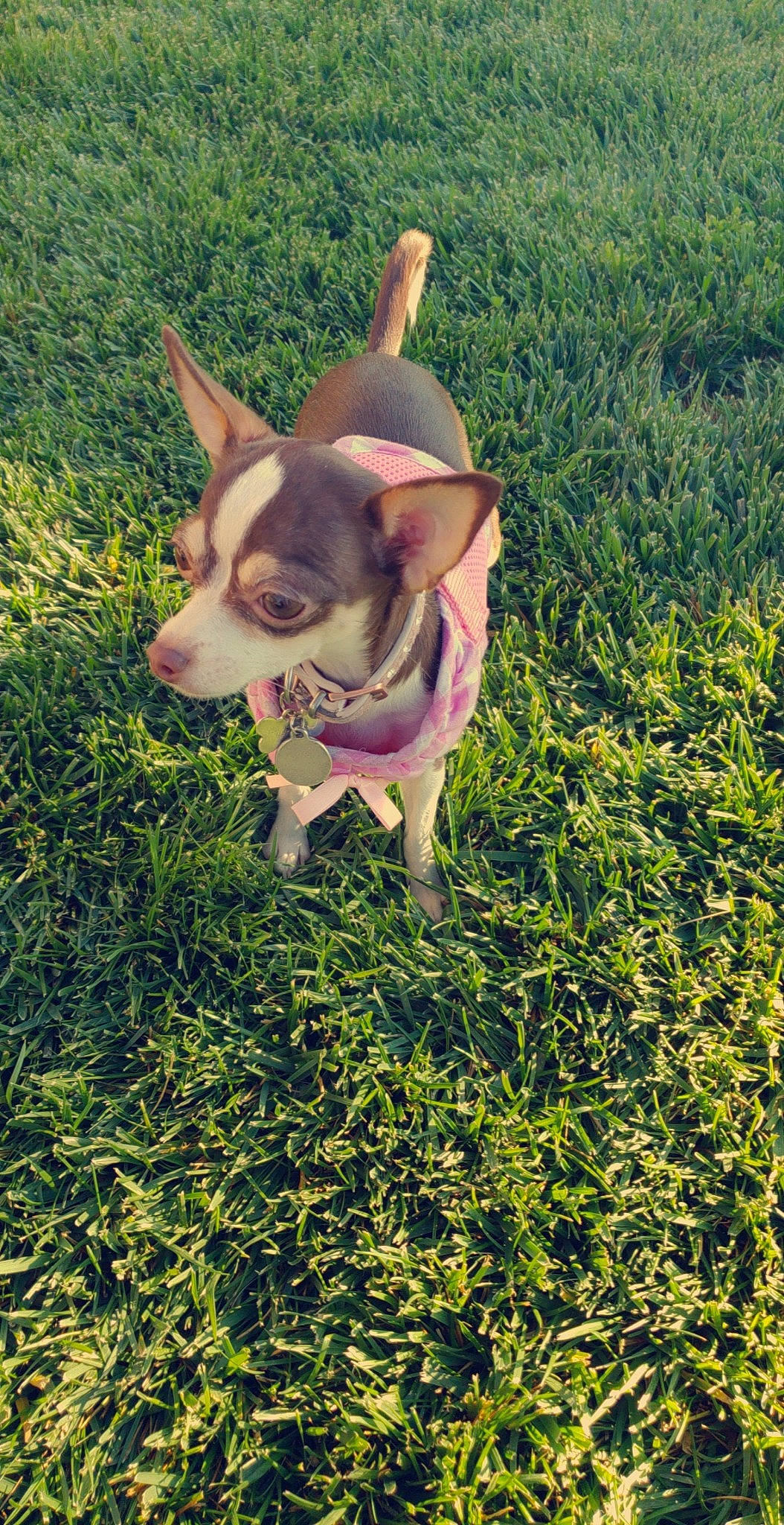 Kona joined the competition — help win amazing prizes! australian_kelpie, canidae, carnivore, dog, dog_breed, ear, fawn, grass, green, mammal, plant