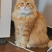 Sydney León a rejoint le concours — aidez-le/la à gagner de superbes lots ! cat, orange_tabby, fluffy, sitting, indoor, pet, collar, bell, floor, tile_floor, fur, whiskers, ears, animal, cute, domestic_cat, feline, alert, portrait, household