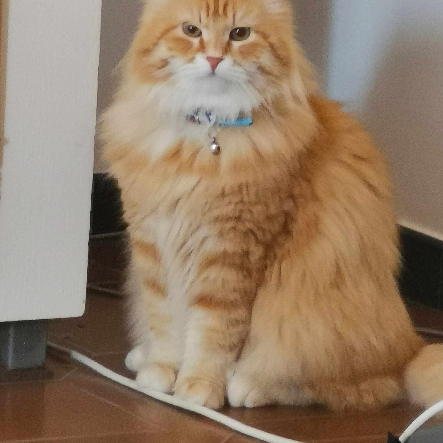 Sydney León a rejoint le concours — aidez-le/la à gagner de superbes lots ! alert, animal, bell, cat, collar, cute, domestic_cat, ears, feline, floor, fluffy, fur, household, indoor, orange_tabby, pet, portrait, sitting, tile_floor, whiskers