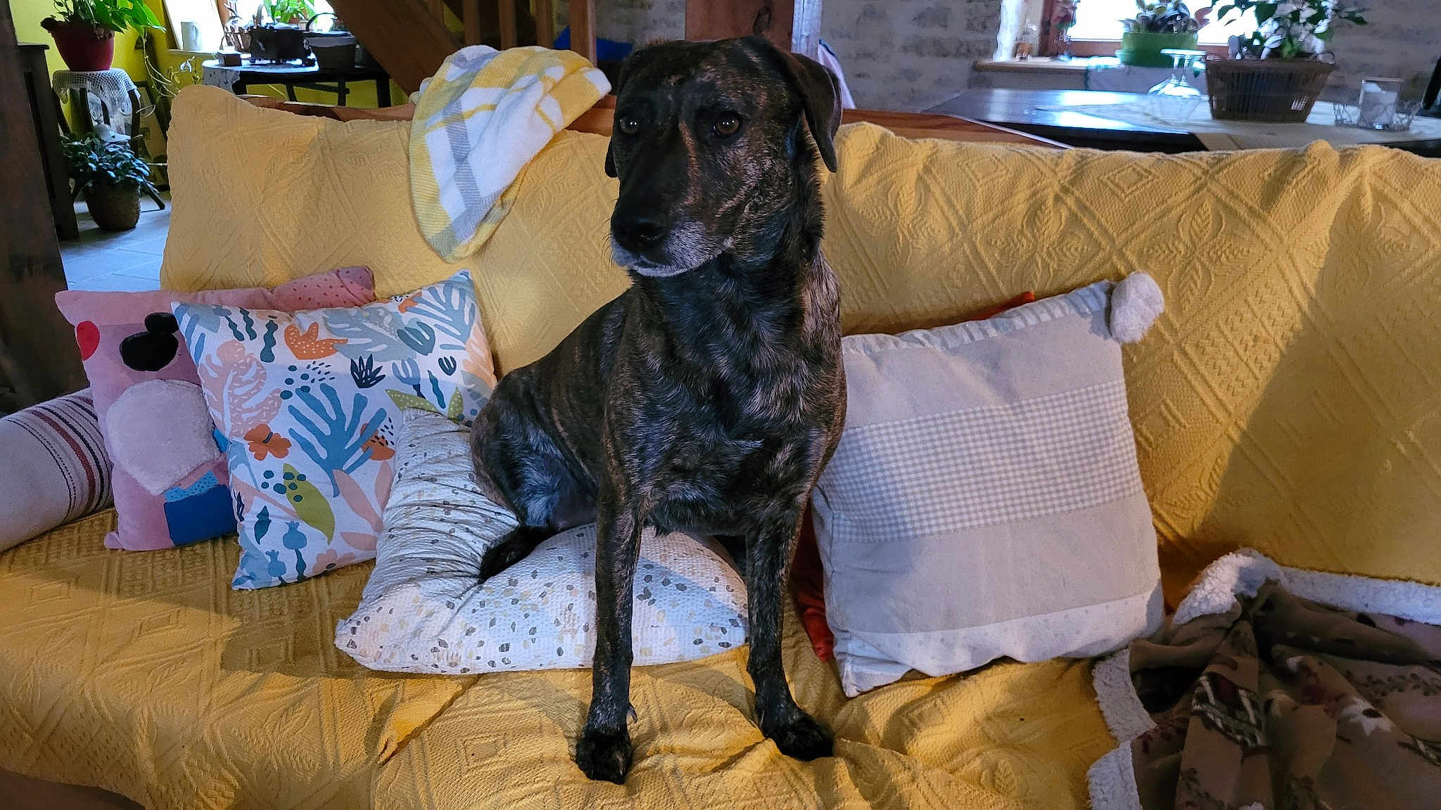 Penelope