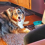 Paisley is registered to the contest to win money with this photo: dog, australian_shepherd, indoor, rug, floor, kitchen, wooden_cabinet, water_bowl, happy, pet, canine, tongue_out, smiling, furry, domestic, companion, resting, animal, fur, household