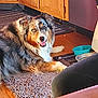 dog, australian_shepherd, indoor, rug, floor, kitchen, wooden_cabinet, water_bowl, happy, pet, canine, tongue_out, smiling, furry, domestic, companion, resting, animal, fur, household