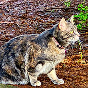 Butter joined the competition — help win amazing prizes! cat, tabby_cat, animal, pet, collar, outdoor, forest_floor, leaves, twigs, nature, fur, whiskers, alert, yellow_eyes, side_view, mammal, wildlife, sunlight, ground, sitting