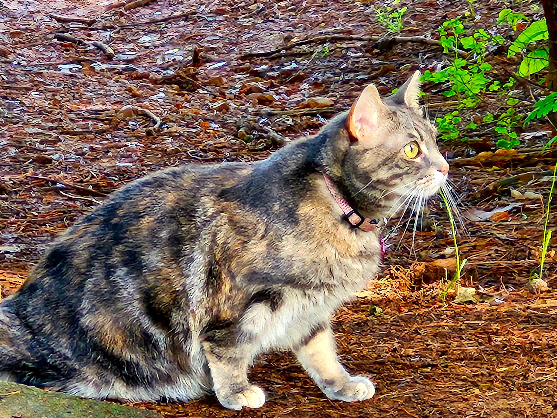 Butter joined the competition — help win amazing prizes! cat, tabby_cat, animal, pet, collar, outdoor, forest_floor, leaves, twigs, nature, fur, whiskers, alert, yellow_eyes, side_view, mammal, wildlife, sunlight, ground, sitting