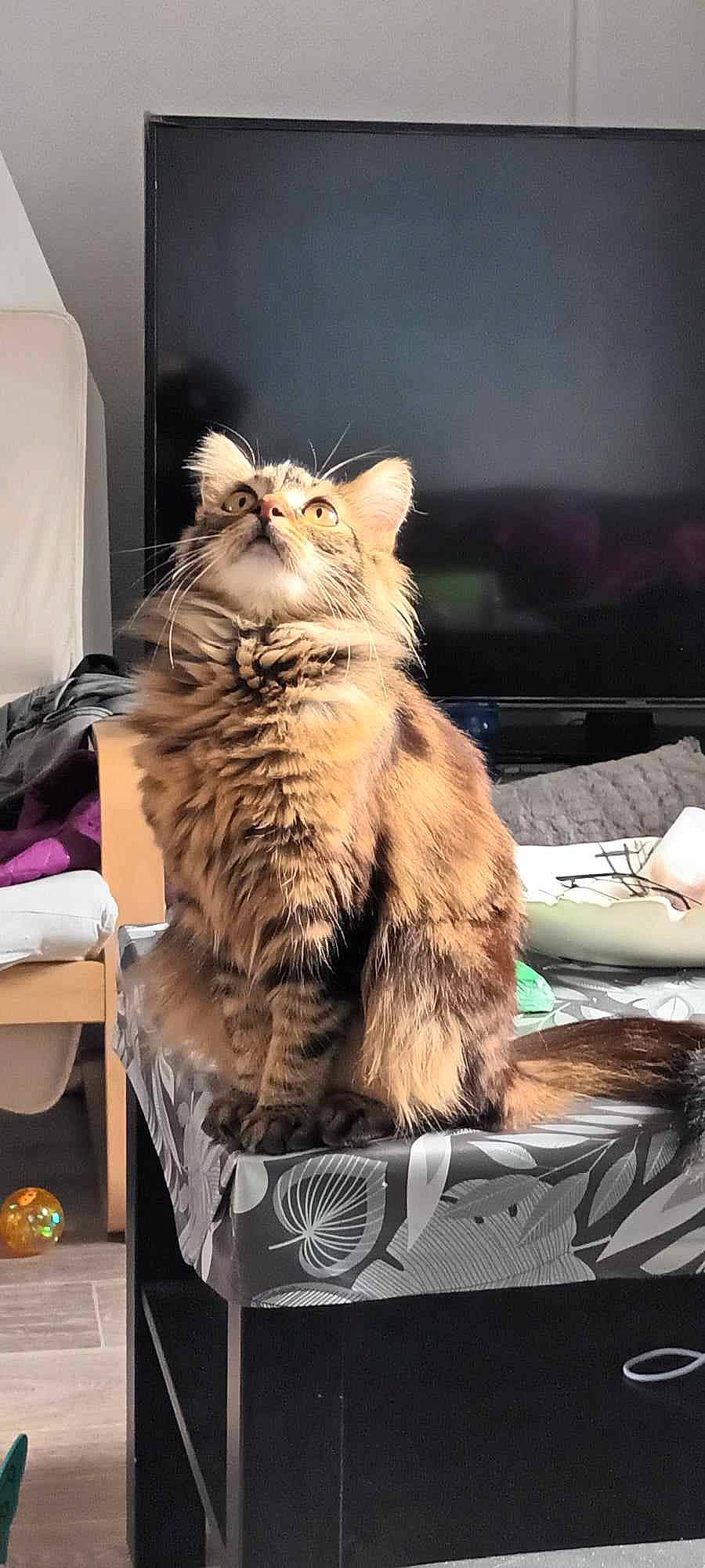 Zola a rejoint le concours — aidez-le/la à gagner de superbes lots ! box, cardboard, carnivore, cat, comfort, domestic_short_haired_cat, felidae, fur, maine_coon, paw, small_to_medium_sized_cats, snout, tail, terrestrial_animal, whiskers