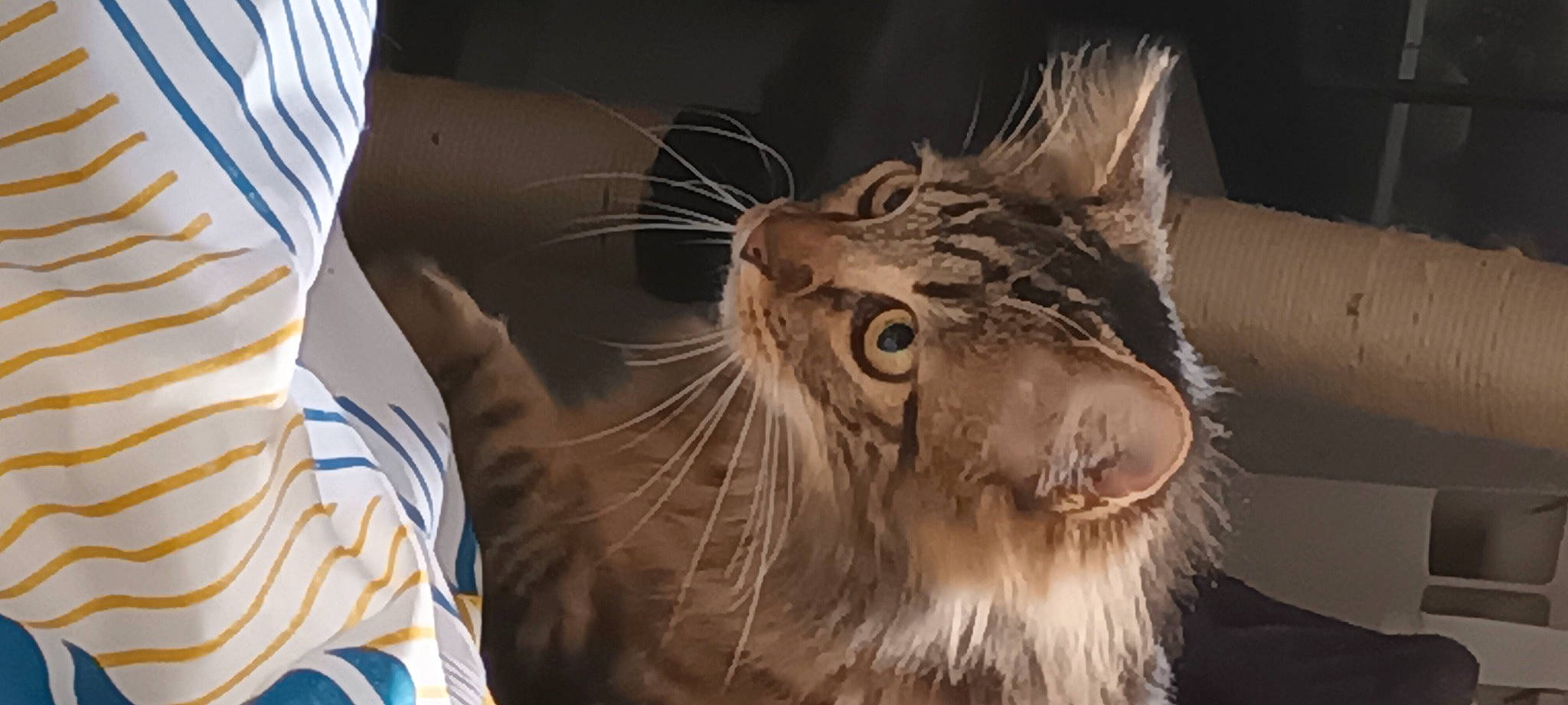 Zola a rejoint le concours — aidez-le/la à gagner de superbes lots ! carnivore, cat, claw, domestic_short_haired_cat, eye, fang, felidae, fur, head, jaw, paw, small_to_medium_sized_cats, terrestrial_animal, whiskers