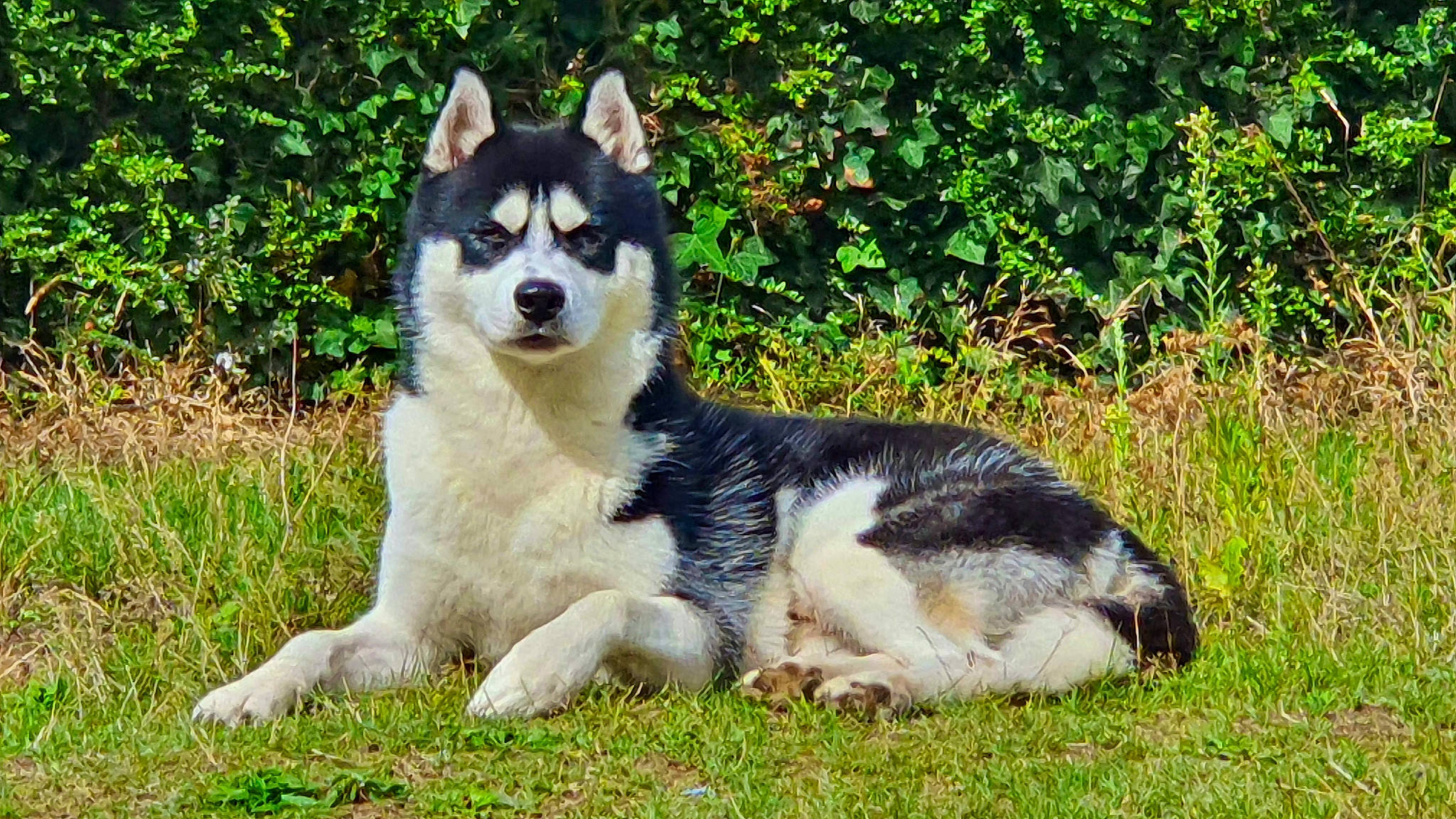 Balto a rejoint le concours — aidez-le/la à gagner de superbes lots ! canidae, canis, carnivore, companion_dog, dog, dog_breed, fawn, grass, groundcover, herding_dog, plant, siberian_husky, sled_dog, snout, sporting_group, tail, terrestrial_animal, wolf, working_animal, working_dog