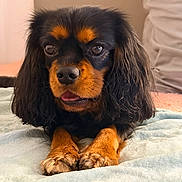 Patchou a rejoint le concours — aidez-le/la à gagner de superbes lots ! animal, bedroom, black_and_tan, blanket, canine, closeup, companion, cute, cute_face, dog, domestic, fur, indoor, long_ears, lying_down, paw, pet, portrait, resting, soft_texture
