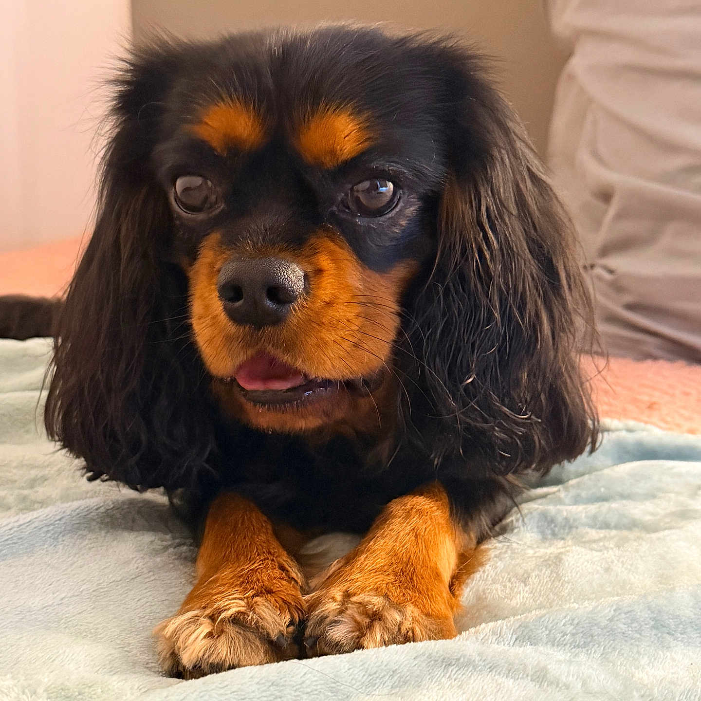 Patchou a rejoint le concours — aidez-le/la à gagner de superbes lots ! animal, bedroom, black_and_tan, blanket, canine, closeup, companion, cute, cute_face, dog, domestic, fur, indoor, long_ears, lying_down, paw, pet, portrait, resting, soft_texture