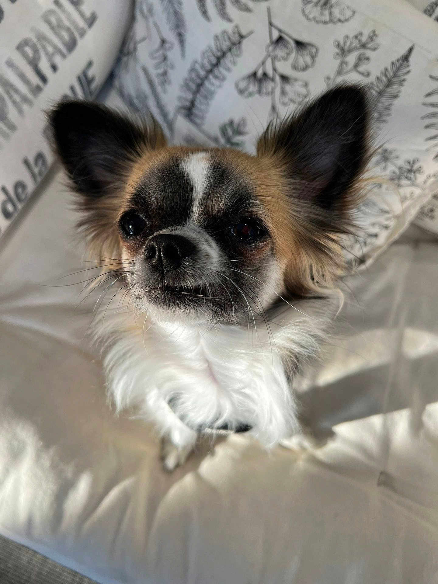 Tara participe au concours pour gagner de l'argent avec cette photo : dog, small_dog, fluffy, ears, cute, pet, animal, indoor, cushion, pillow, sunlight, white_fur, brown_fur, black_nose, closeup, portrait, looking_up, canine, companion, domestic