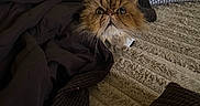 Thor is registered to the contest to win money with this photo: cat, blanket, couch, furniture, fur, indoor, pet, cozy, curious, wide_eyes, brown, texture, soft, resting, animal, whiskers, face, looking, hidden, comfortable