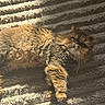 Thor joined the competition — help win amazing prizes! cat, fluffy, pet, animal, feline, carpet, texture, sunlight, shadow, striped, relaxing, indoor, cute, whiskers, fur, laying, cozy, nap, lazy, home