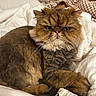 Thor joined the competition — help win amazing prizes! cat, fluffy, grumpy_face, pet, indoor, bed, blanket, white, brown, fur, whiskers, relaxed, cozy, resting, animal, cute, feline, portrait, expression, domestic