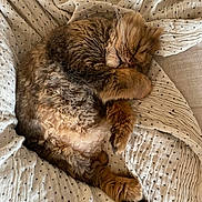 Thor is registered to the contest to win money with this photo: cat, sleeping, fluffy, brown_cat, curled_up, blanket, cozy, indoor, pet, fur, whiskers, relaxation, comfort, cute, animal, mammal, nap, soft, resting, domestic_cat