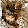 cat, sleeping, fluffy, brown_cat, curled_up, blanket, cozy, indoor, pet, fur, whiskers, relaxation, comfort, cute, animal, mammal, nap, soft, resting, domestic_cat