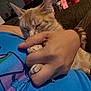 Georgi is registered to the contest to win money with this photo: blue_shirt, casual, cat, close_up, comfort, couch, furniture, hand, holding, human, indoor, orange_tabby, paw, person, pet, relaxation, resting, ring, sleeping, tattoo