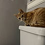 Georgi is registered to the contest to win money with this photo: alert, animal, cat, close_up, curious, domestic_cat, ears, feline, fur, ginger_cat, gray_wall, head, indoor, looking, pet, sitting, tail, toilet, whiskers, white_porcelain