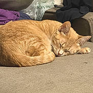 Georgi is registered to the contest to win money with this photo: animal, cat, comfort, couch, cozy, curled_up, ears, fabric, fur, home, indoor, nap, orange_tabby, pet, relaxed, resting, sleeping, soft, tail, whiskers