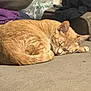 animal, cat, comfort, couch, cozy, curled_up, ears, fabric, fur, home, indoor, nap, orange_tabby, pet, relaxed, resting, sleeping, soft, tail, whiskers
