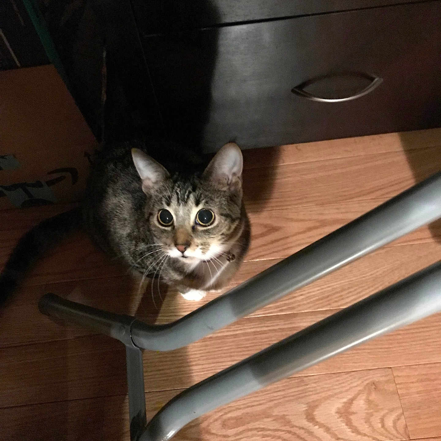 Granger joined the competition — help win amazing prizes! cat, tabby, wooden_floor, indoor, furniture, chair_legs, shadow, pet, animal, curious, looking_up, domestic_cat, whiskers, ears, flooring, household, mammal, feline, cute, companion