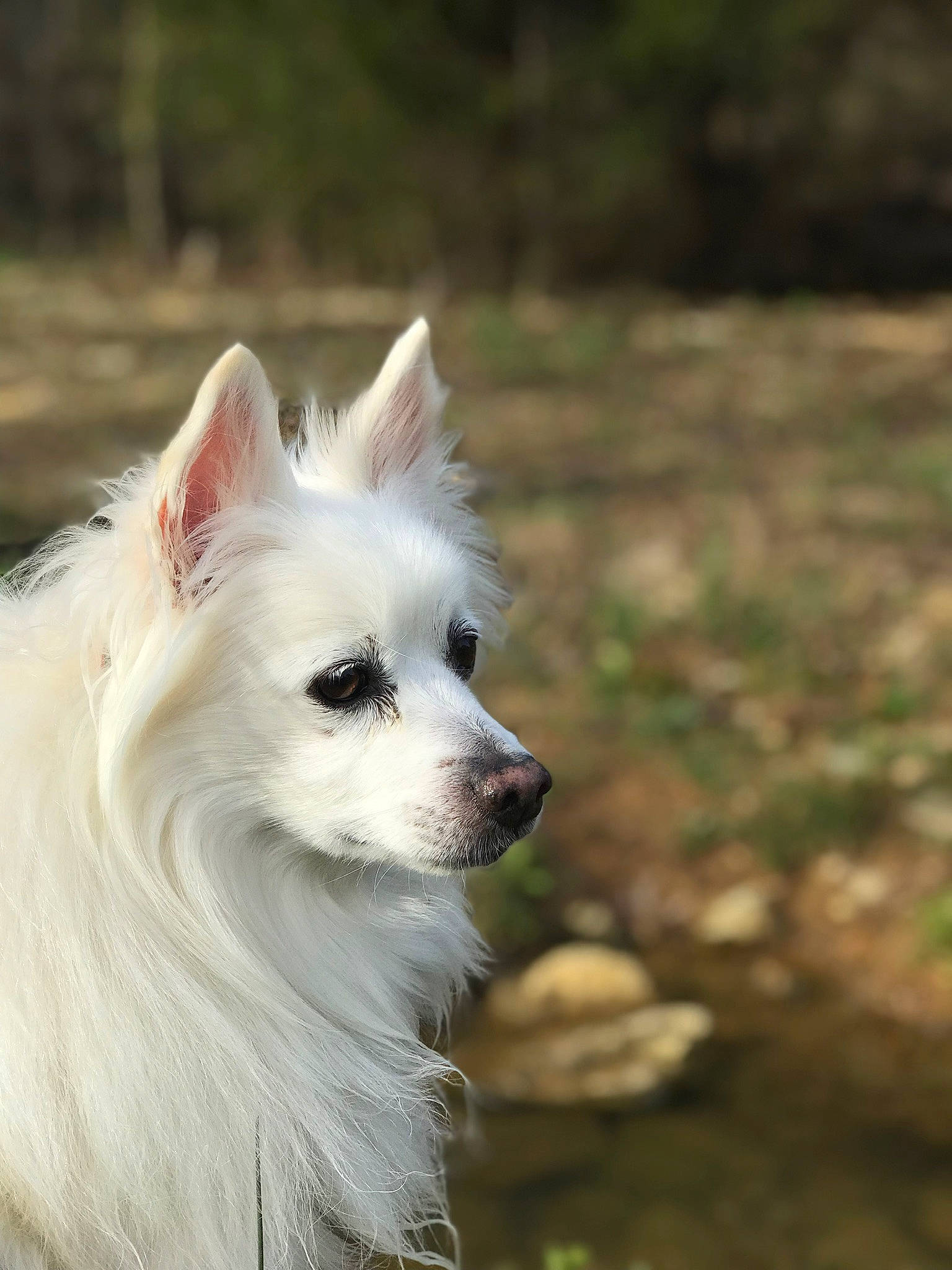 Louie is registered to the contest to win money with this photo: american_eskimo_dog, berger_blanc_suisse, canadian_eskimo_dog, canidae, carnivore, dog, dog_breed, german_spitz, german_spitz_klein, german_spitz_mittel, indian_spitz, japanese_spitz, kintamani, mammal, pomeranian, samoyed, spitz, vertebrate, volpino_italiano, white_shepherd