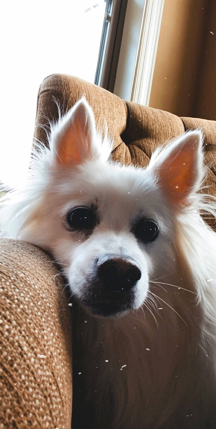 Louie joined the competition — help win amazing prizes! american_eskimo_dog, canidae, carnivore, companion_dog, dog, dog_breed, ear, fawn, german_spitz_mittel, indian_spitz, japanese_spitz, mammal, non_sporting_group, nose, pomeranian, snout, vertebrate, volpino_italiano, whiskers