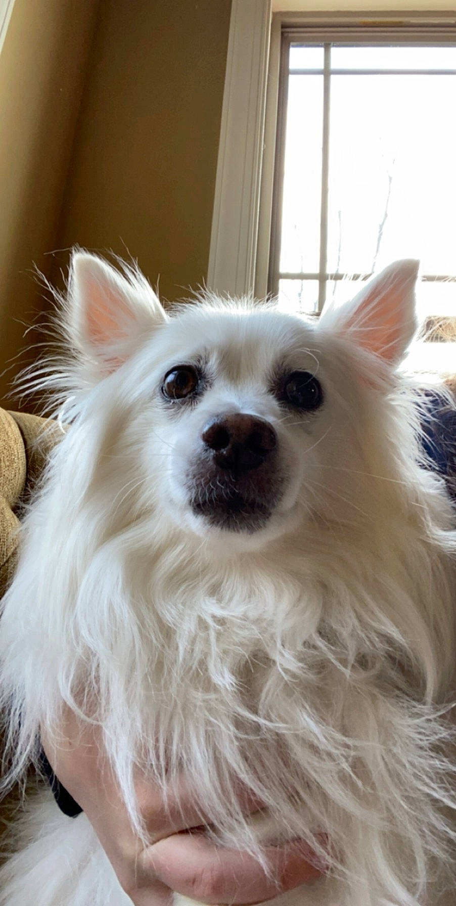 Louie joined the competition — help win amazing prizes! canidae, carnivore, companion_dog, dog, dog_breed, ear, indian_spitz, mammal, pomeranian, puppy, rare_breed_dog, snout, toy_dog, vertebrate, volpino_italiano, whiskers