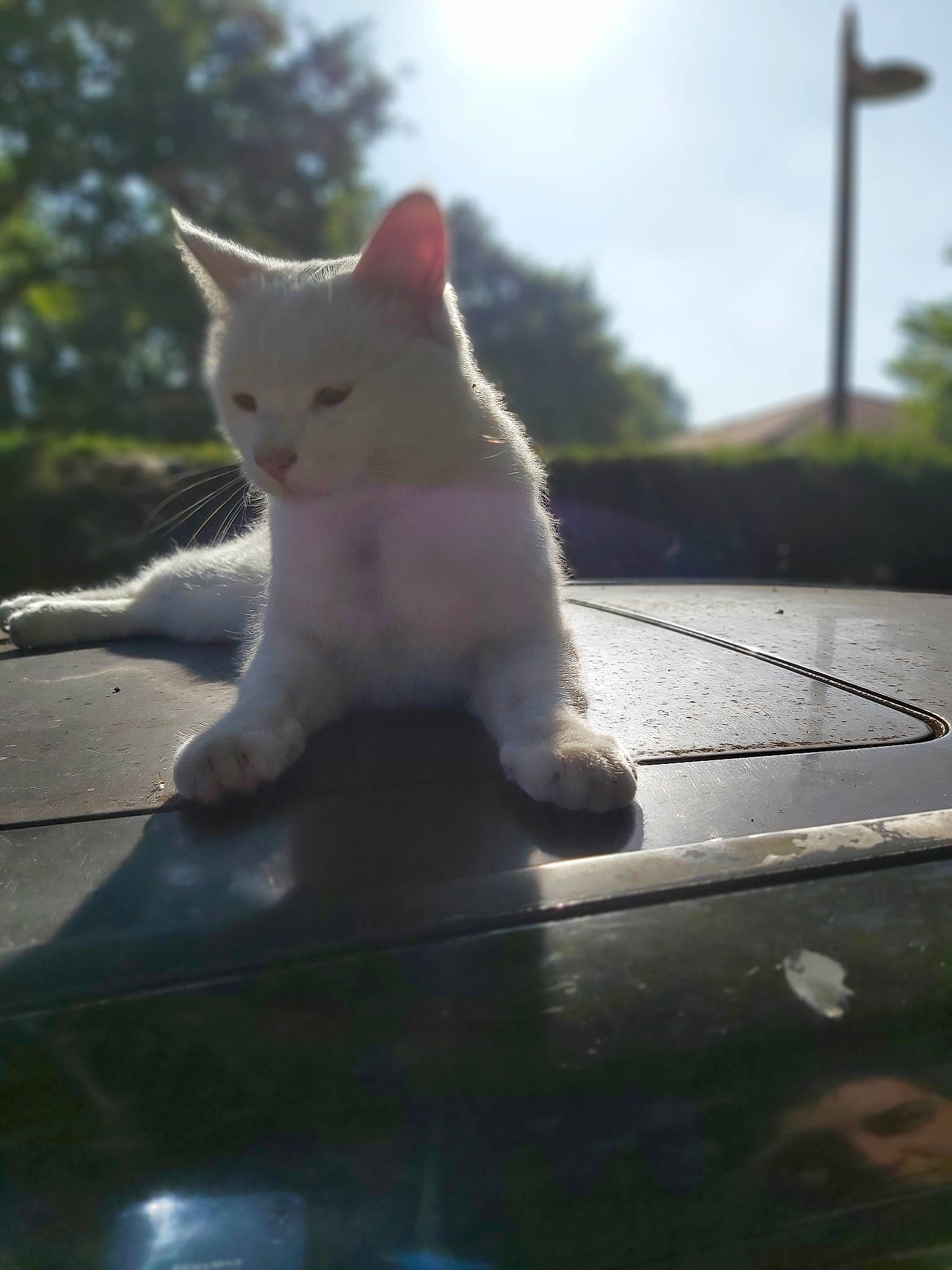 Ninja participe au concours pour gagner de l'argent avec cette photo : aegean_cat, automotive_window_part, carnivore, cat, cloud, domestic_short_haired_cat, eye, felidae, khao_manee, nose, sky, small_to_medium_sized_cats, snout, tail, turkish_angora, turkish_van, whiskers, white, window, windshield