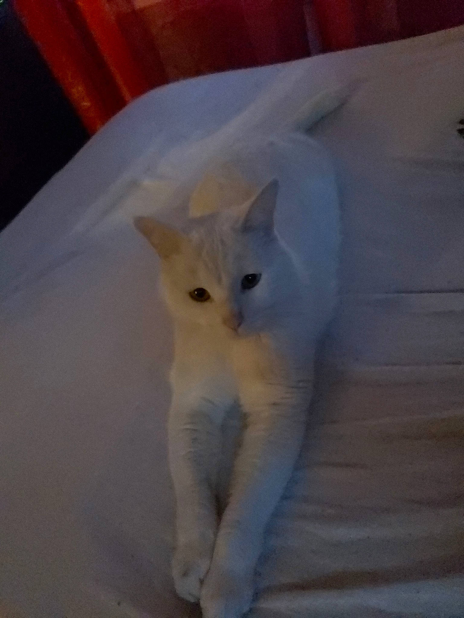 Ninja a rejoint le concours — aidez-le/la à gagner de superbes lots ! burmilla, carnivore, cat, colorpoint_shorthair, felidae, fur, khao_manee, kitten, norwegian_forest_cat, sky, small_to_medium_sized_cats, tail, turkish_angora, turkish_van, whiskers, white