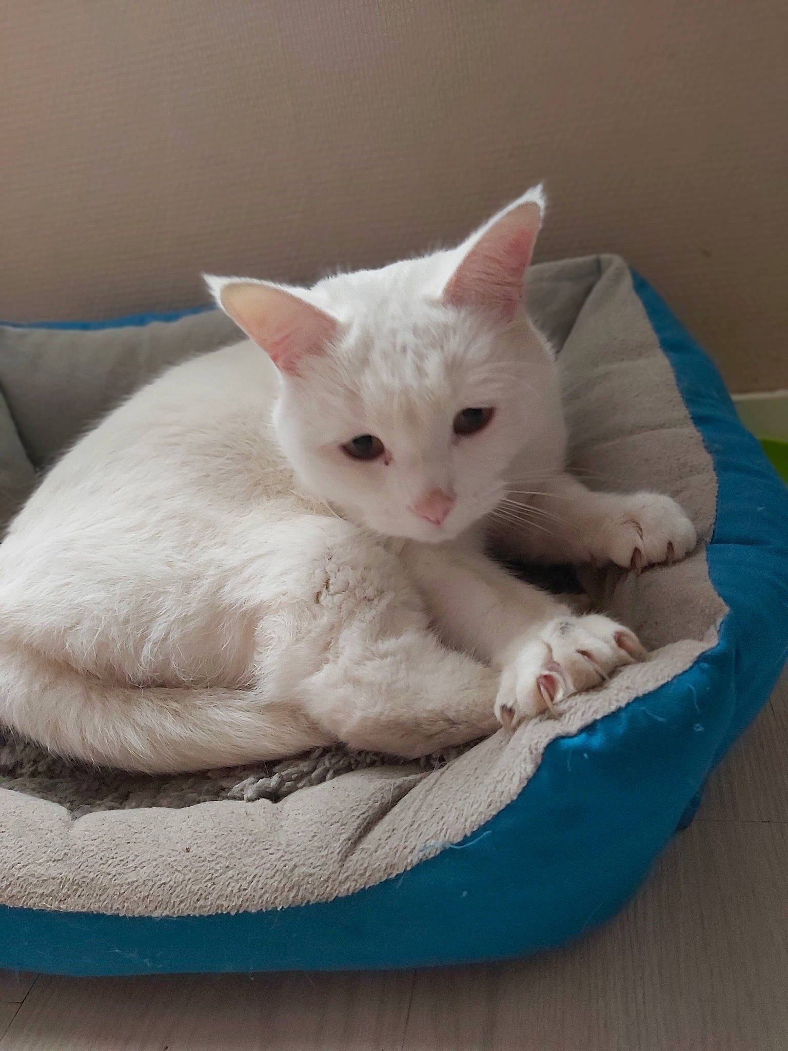 Ninja participe au concours pour gagner de l'argent avec cette photo : arabian_mau, burmilla, carnivore, cat, cat_bed, colorpoint_shorthair, cornish_rex, devon_rex, felidae, german_rex, khao_manee, kitten, mammal, small_to_medium_sized_cats, turkish_van, vertebrate, whiskers