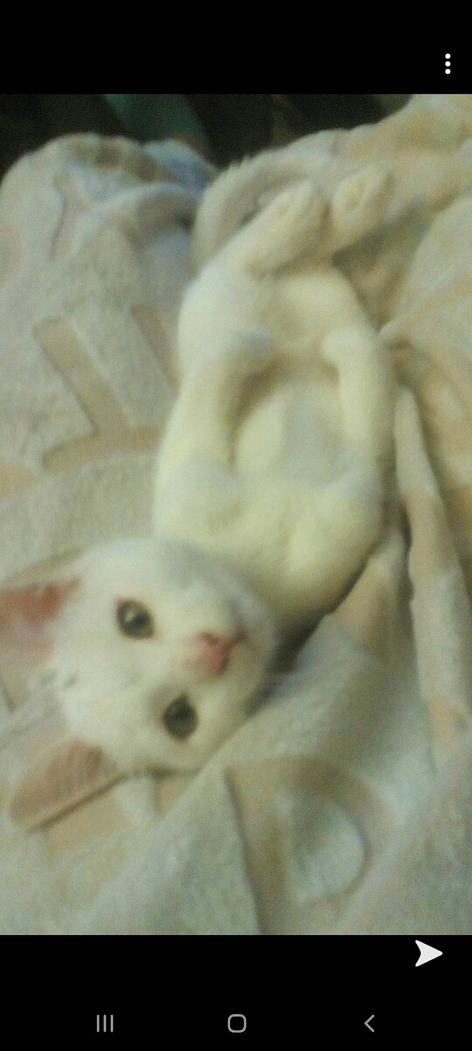 Ninja participe au concours pour gagner de l'argent avec cette photo : canidae, carnivore, cat, dog_breed, fawn, felidae, khao_manee, kitten, puppy, turkish_angora