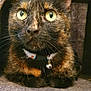 cat, tortoiseshell, green_eyes, collar, bell, pet, feline, indoor, cozy, carpet, animal, close_up, whiskers, alert, cute, domestic, fur, portrait, house, curious