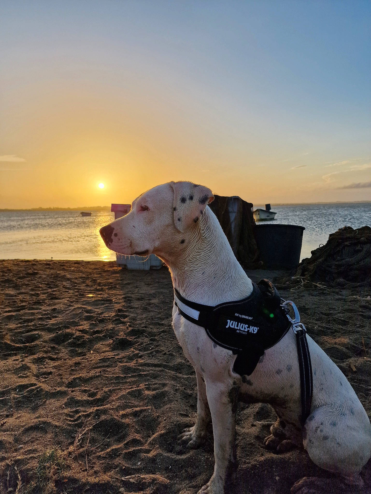 Tibal a rejoint le concours — aidez-le/la à gagner de superbes lots ! beach, canidae, carnivore, cloud, collar, companion_dog, dog, dog_breed, dog_collar, dog_supply, fawn, horizon, landscape, pet_supply, sky, snout, sporting_group, vertebrate, water, working_animal