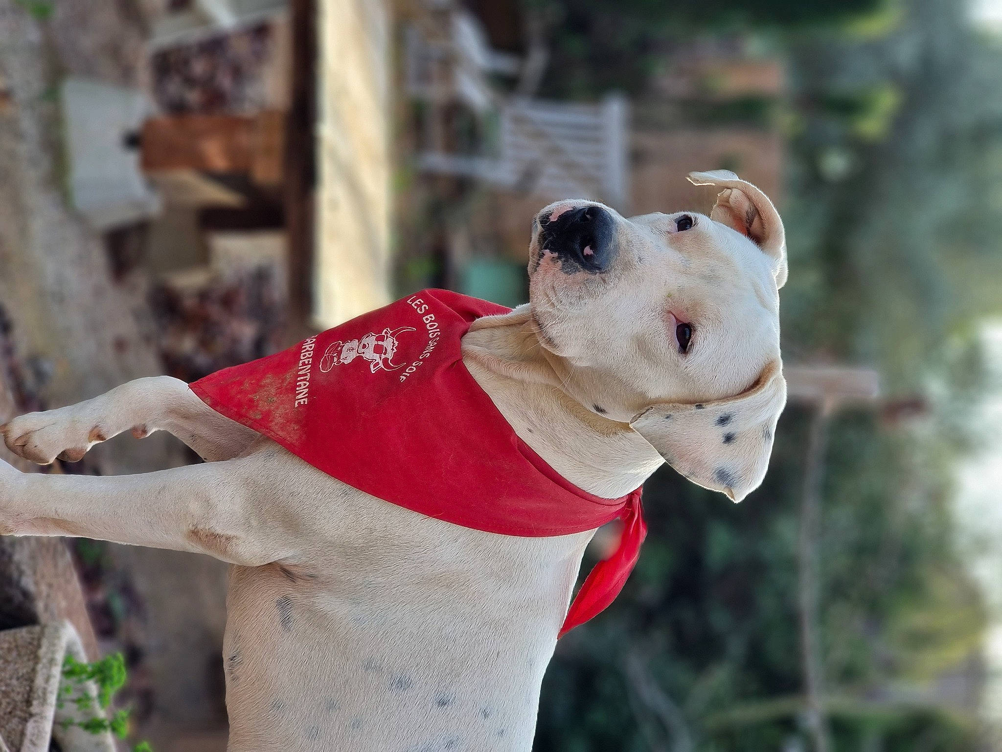 Tibal a rejoint le concours — aidez-le/la à gagner de superbes lots ! bull_terrier_miniature, canidae, carmine, carnivore, collar, companion_dog, dog, dog_breed, dog_clothes, dog_collar, dog_supply, fawn, fur, leash, non_sporting_group, pet_supply, sleeve, snout, sporting_group, working_animal