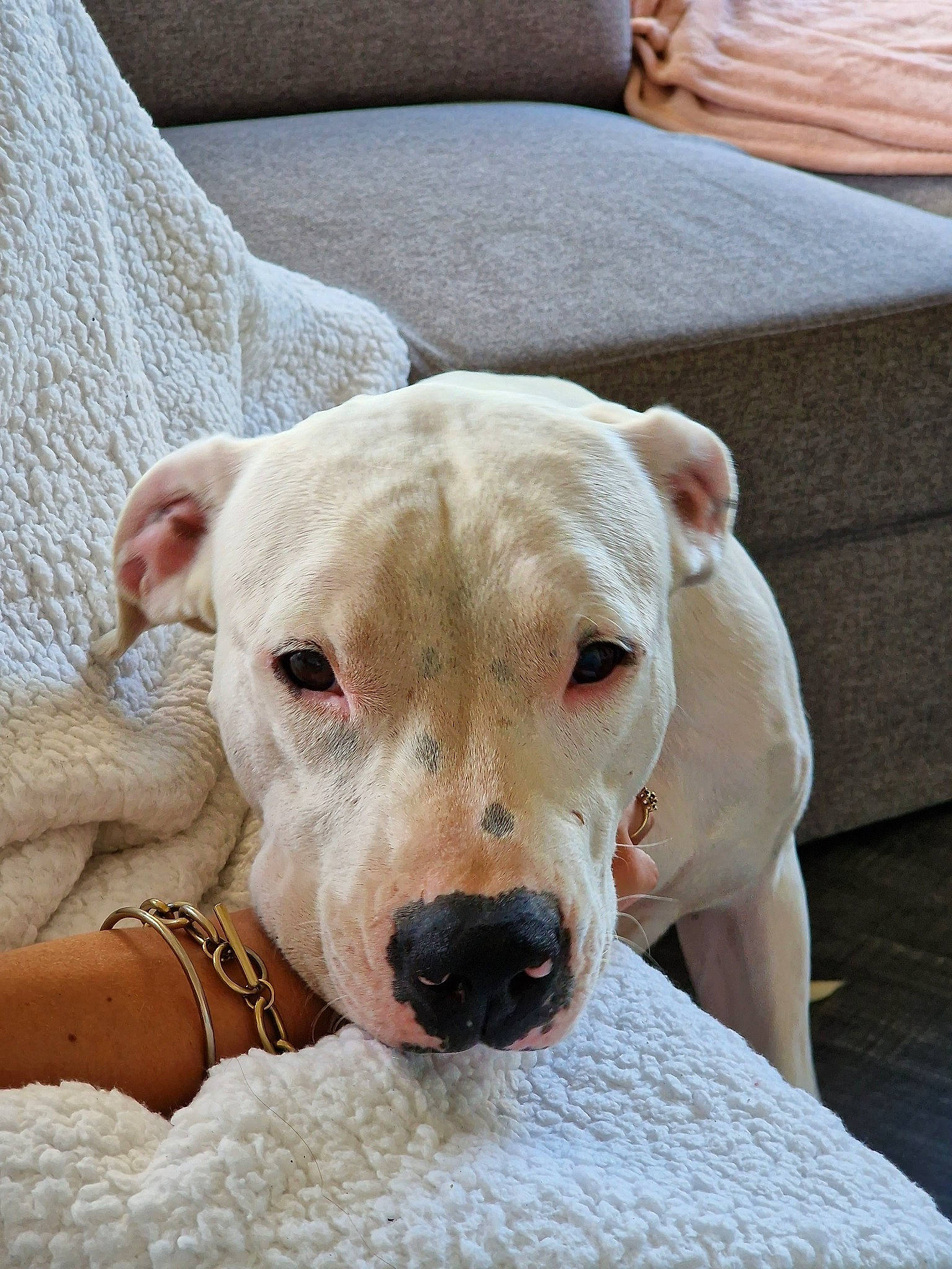 Tibal participe au concours pour gagner de l'argent avec cette photo : canidae, carnivore, collar, comfort, companion_dog, dog, dog_breed, dog_collar, dogo_argentino, dogo_guatemalteco, fawn, guard_dog, molosser, non_sporting_group, snout, sporting_group, terrestrial_animal, whiskers, working_animal, wrinkle