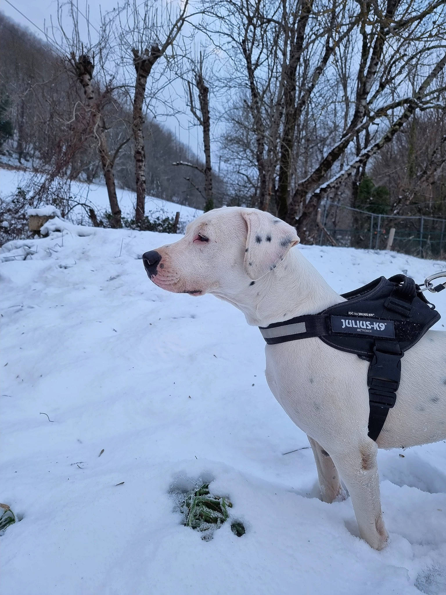 Tibal participe au concours pour gagner de l'argent avec cette photo : canidae, carnivore, collar, companion_dog, dog, dog_breed, dog_collar, dog_supply, event, fawn, freezing, pet_supply, sky, snout, snow, sporting_group, tail, tree, winter, working_animal